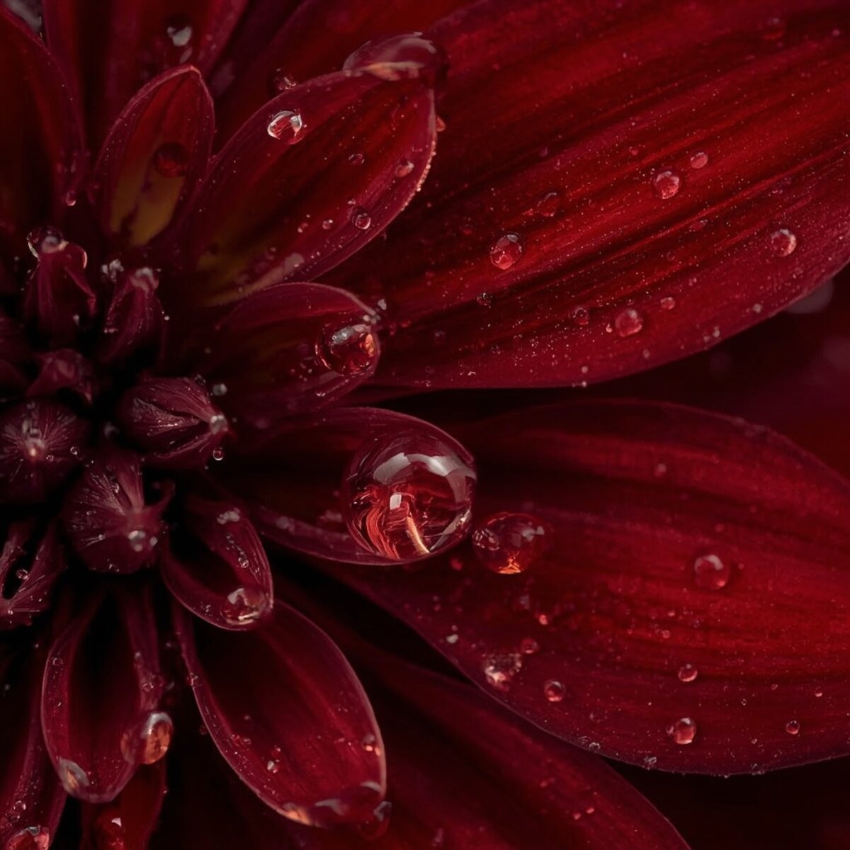 Macro artwork: The Small Rains in Realism style